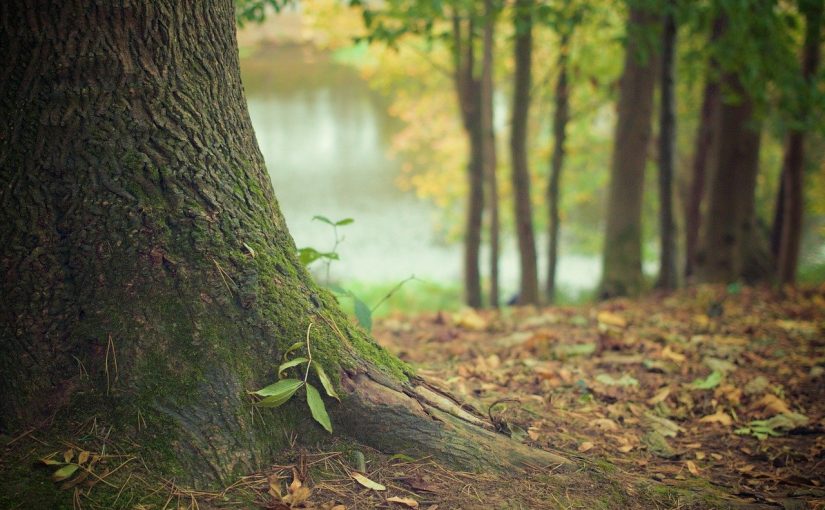 Piękny oraz {zadbany ogród to nie lada wyzwanie, przede wszystkim jak jego pielęgnacją zajmujemy się sami.